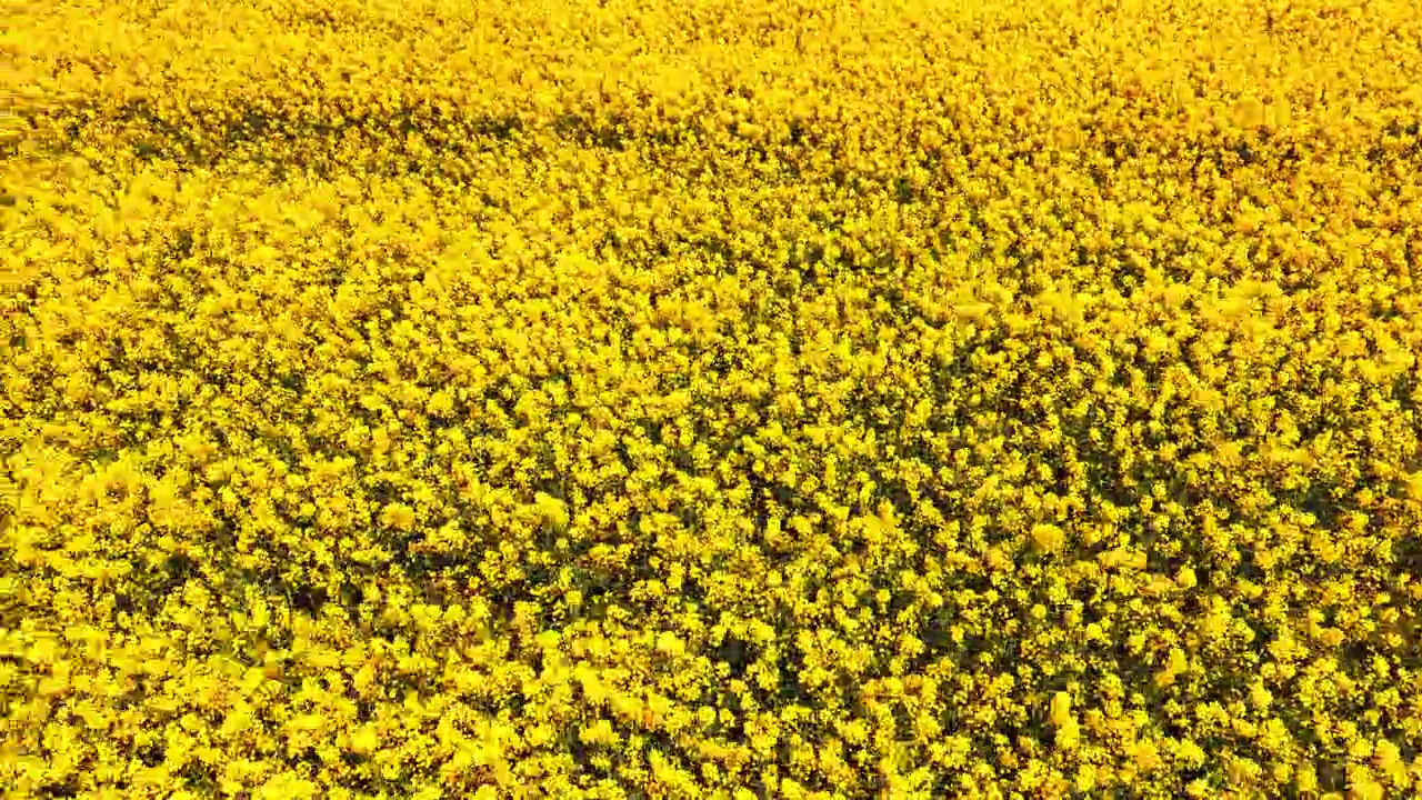 Luftfoto i fuldformat af tætte gule blomster på en rapsmark under direkte sollys. Naturlig baggrund af gulblomstrende rapsmark-tekstur.