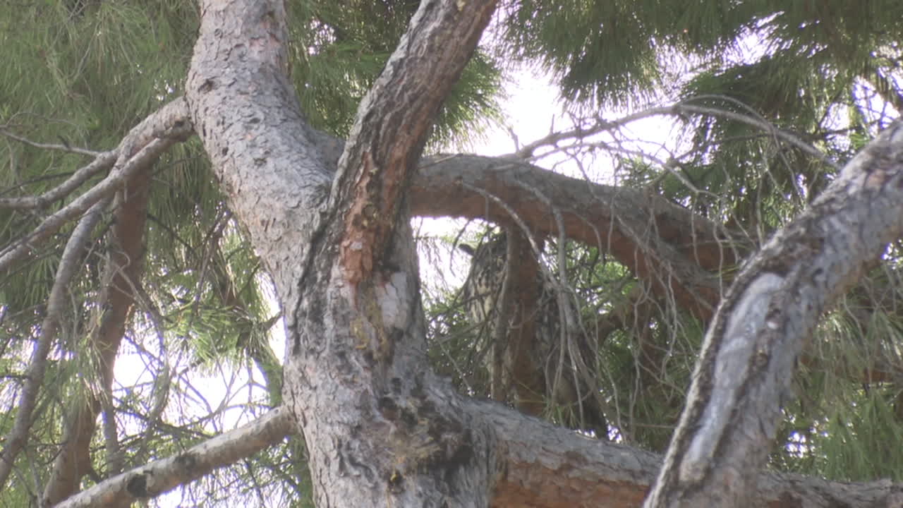 Owl perched in a pine tree