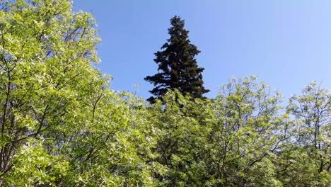 Aufsteigender-Flug-Mit-Einer-Drohne-In-Einer-Umgebung-Aus-Eschen,-Wo-Eine-Große-Tanne-Abies-Alba-Mit-Ihrer-Auffälligen-Farbe-Hervorsticht