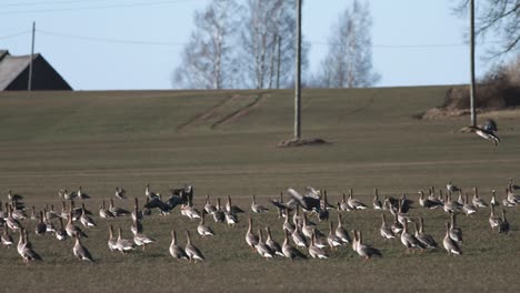 thousands of geese flying above field and eating cereal