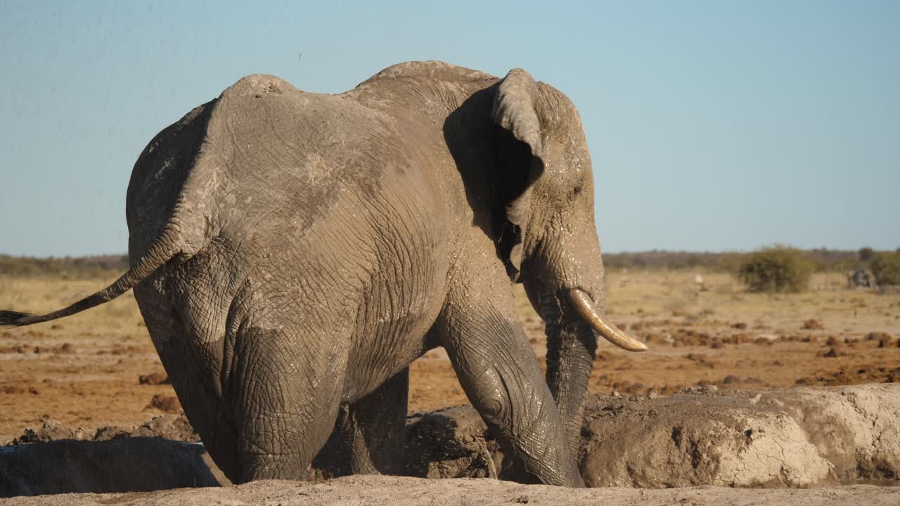 elefante toro africano balancea el tronco para rociar un baño de barro a lo largo de su costado y de regreso en un día soleado en el parque nacional nxai pan, botswana - cámara lenta