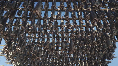 Low-angle-shot-of-stockfish-in-Lofoten