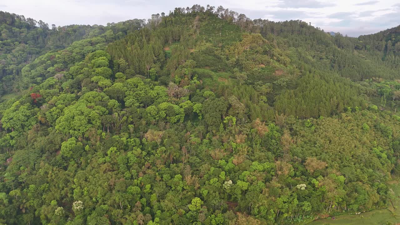 Aerial view of rich tropical vegetation perfect for environmental and documentary footage