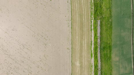 Aerial-birdseye-view-of-ripening-grain-field,-organic-farming,-countryside-landscape,-production-of-food-and-biomass-for-sustainable-management,-sunny-summer-day,-wide-drone-shot-moving-forward