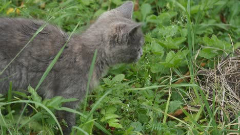 cute grey kitty walking on the garden