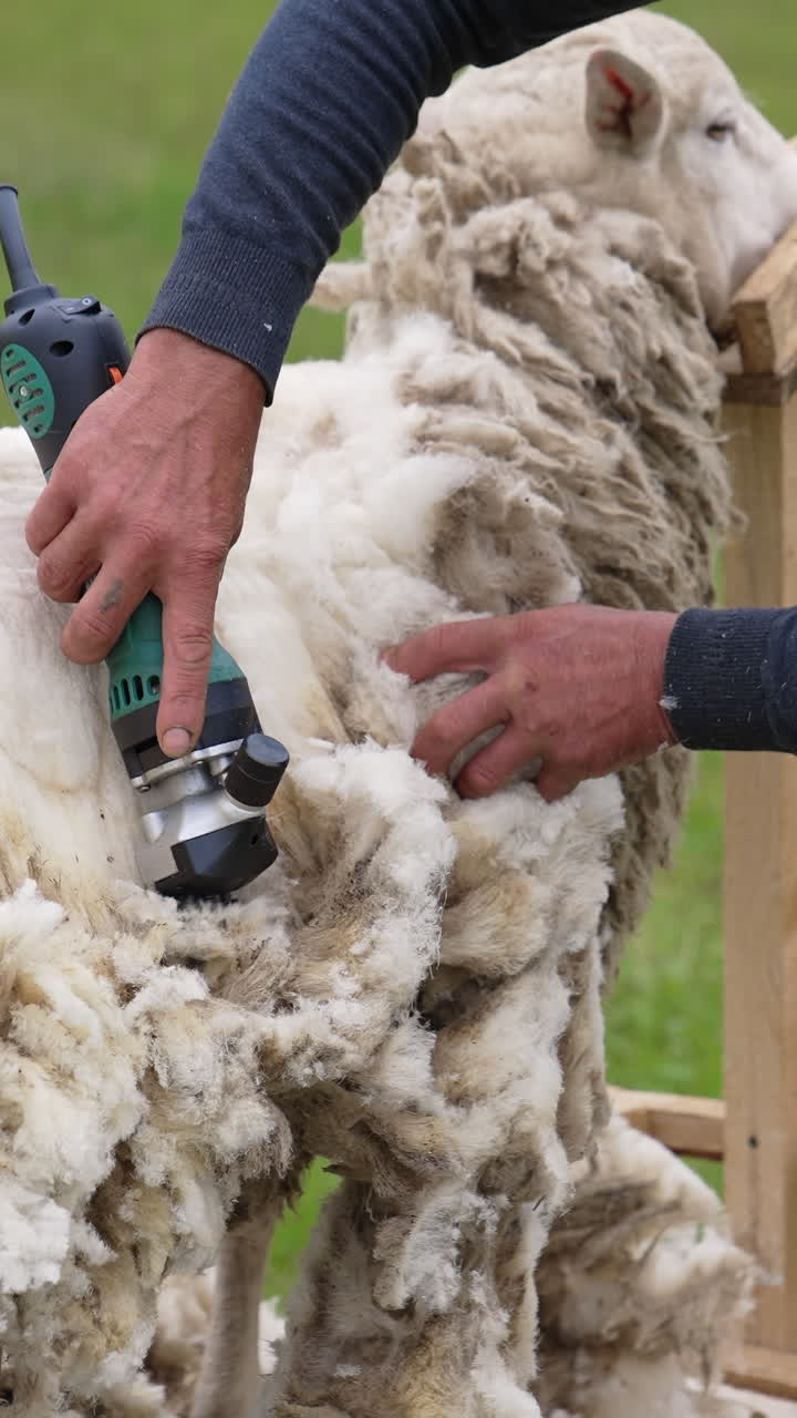 Worker shearing beautiful sheep. Farmer uses electric clipper to cut sheep's wool on the farm. Production of soft ecological wool. Vertical video