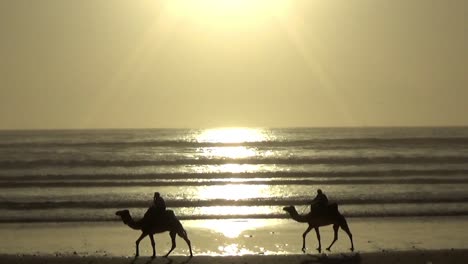 two camels riding on agadir beach during sunset morocco