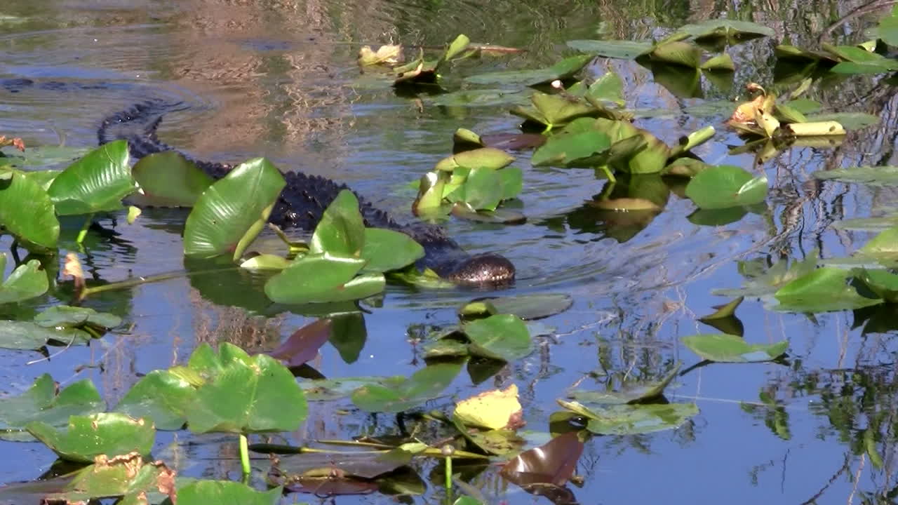 caimanes nada en un pantano en los everglades