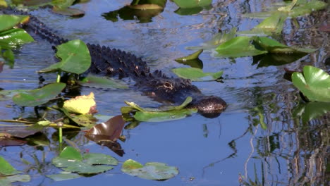 Caimanes-Nada-En-Un-Pantano-En-Los-Everglades