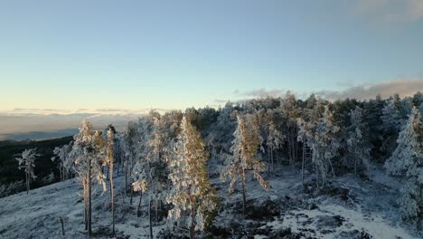 Toma-Aérea-Ascendente-Sobre-Algunos-árboles-Nevados-En-Manzaneda,-Galicia