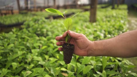 Hombre-Horticultor-Sosteniendo-Una-Planta-De-Yerba-Mate-Con-Raíces-En-Un-Ambiente-De-Invernadero