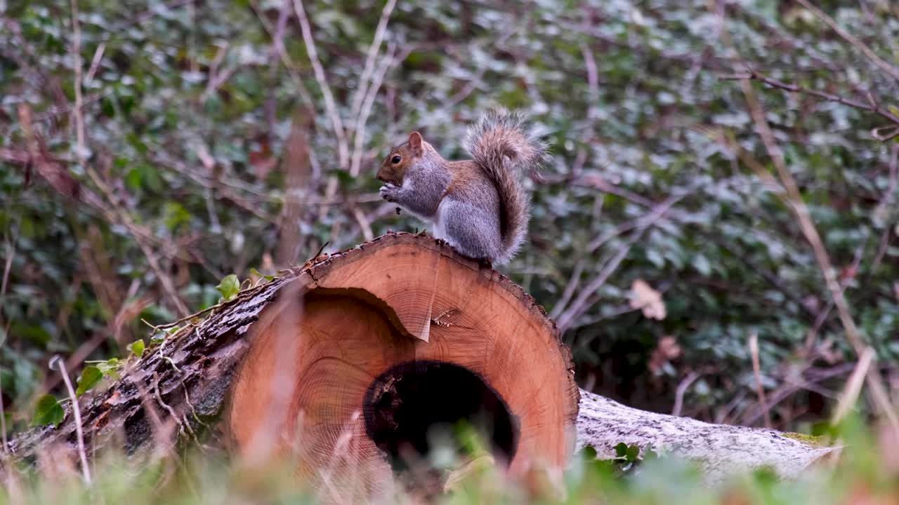 cerca de una ardilla sentada en un tronco en un bosque arbolado comiendo su comida favorita de nueces de bellota durante la temporada de invierno