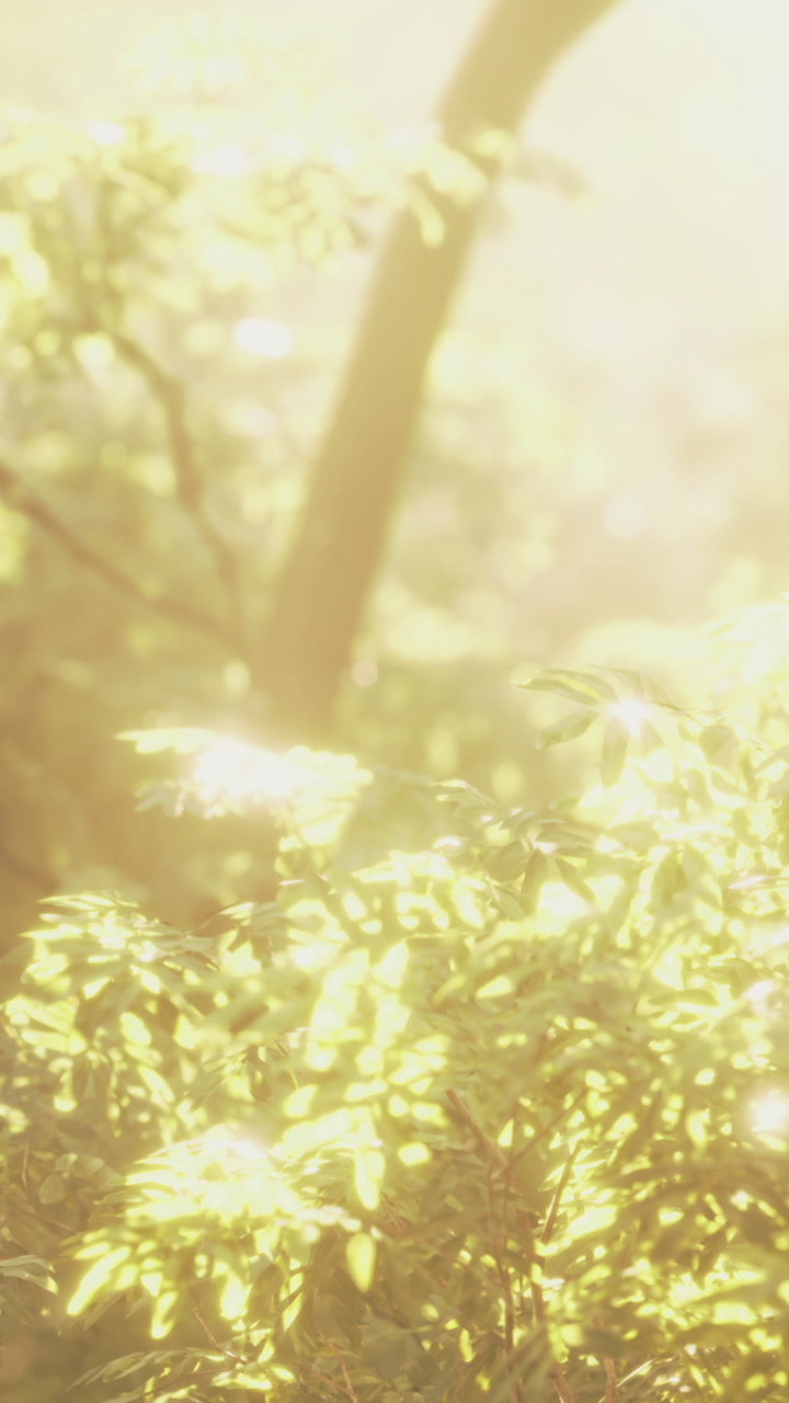 Bright sunlight filters through trees in a forest during daytime hours
