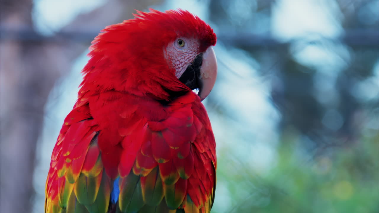 Close up of a red Macaw bird on a blurred background