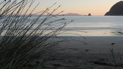 Planta-De-Dunas-Con-Pájaro-Ostrero-Corriendo-En-El-Fondo-De-La-Playa-Al-Atardecer,-Nueva-Zelanda