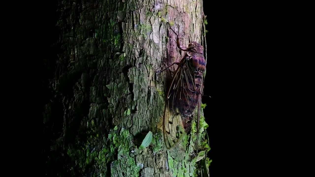 This Giant Cicada Climbing a Tree in the Night, Megapomponia intermedia, found in the jungles of Thailand