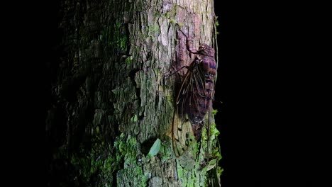esta cigarra gigante trepando un árbol en la noche, megapomponia intermedia, encontrada en las selvas de tailandia