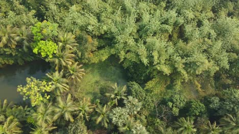 toma de vista de área de selva o bosque