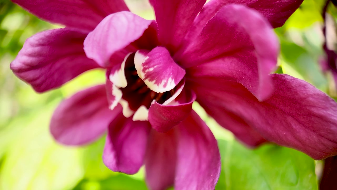 Fiore magenta con petali delicati che sboccia, rivelando un centro bianco e rosa