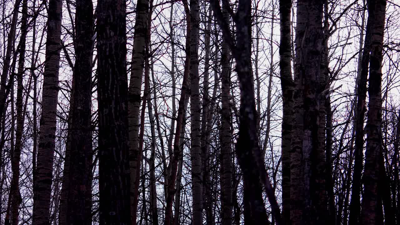 Time lapse in natures sunrise in a dark winter dense forest with bare birch trees inviting a creepy scary theme immortal windy delights as whispers of spells open the hallows grave of perception