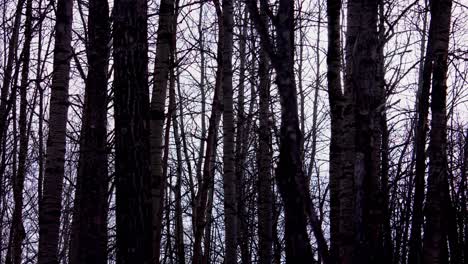 Time-lapse-in-natures-sunrise-in-a-dark-winter-dense-forest-with-bare-birch-trees-inviting-a-creepy-scary-theme-immortal-windy-delights-as-whispers-of-spells-open-the-hallows-grave-of-perception