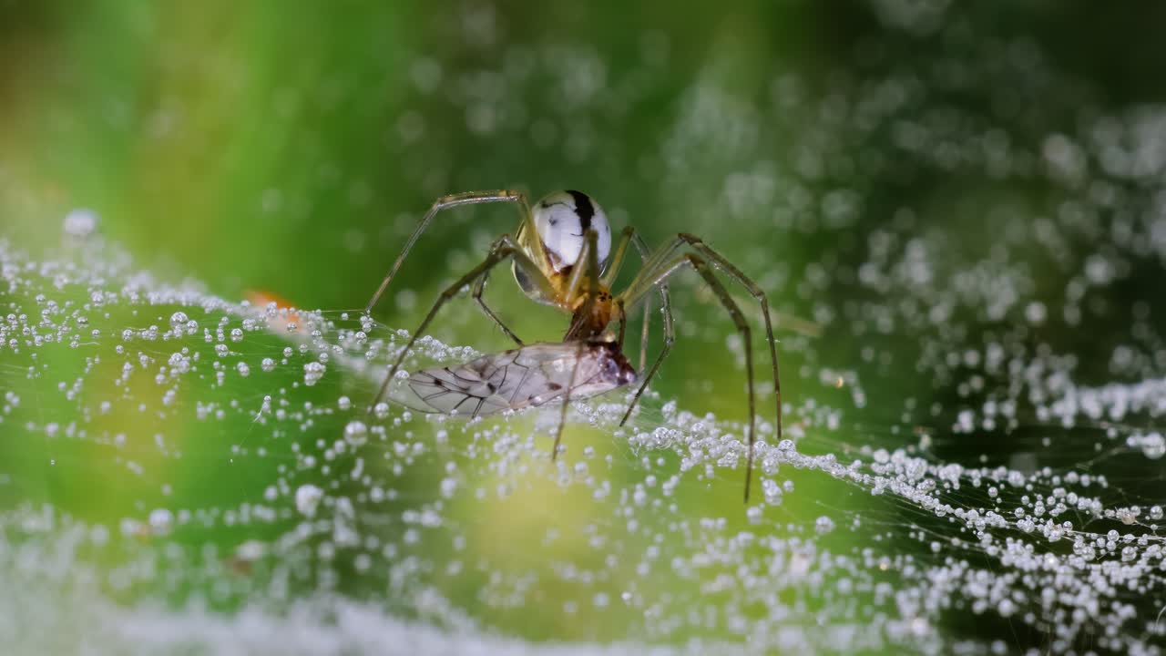 Close-up of spider (Linyphia hortensis) on web eats its prey