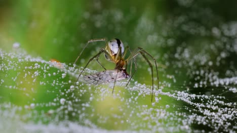 close-up of spider (linyphia hortensis) on web eats its prey
