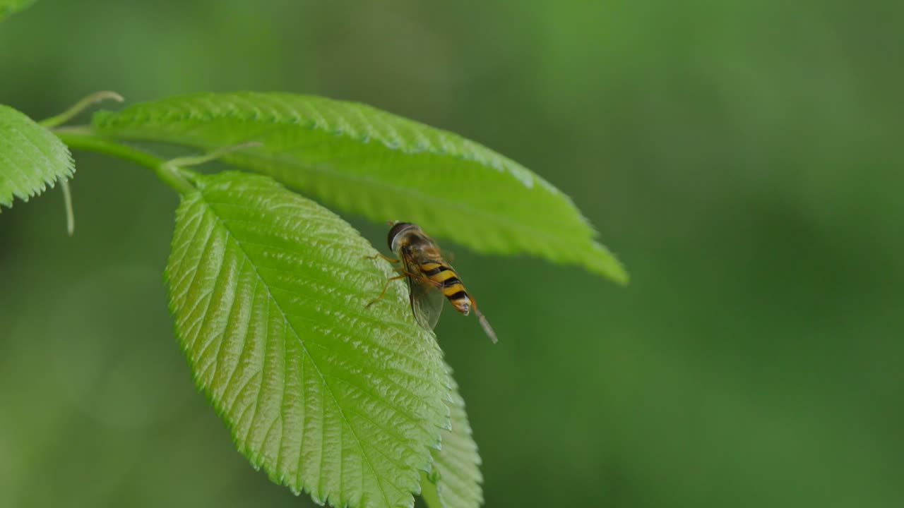 Striped insect on a green leaf