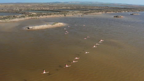 Drohnenfliegen-Flamingos-Fliegen-über-Das-Sumpfgebiet-Im-Doñana-Nationalpark-In-Andalusien,-Spanien