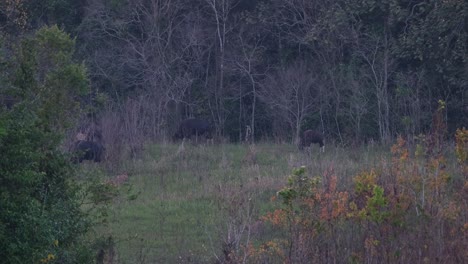 Zwei-Weidende-Personen-Und-Ein-Kalb-Folgen,-Während-Sie-Sich-Alle-Zur-Linken-Seite-Des-Rahmens-Bewegen,-Gaur-Bos-Gaurus-Khao-Yai,-Thailand