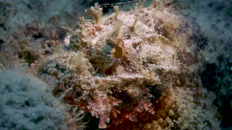 juvenile bearded scorpionfish camouflaged between rock and sand