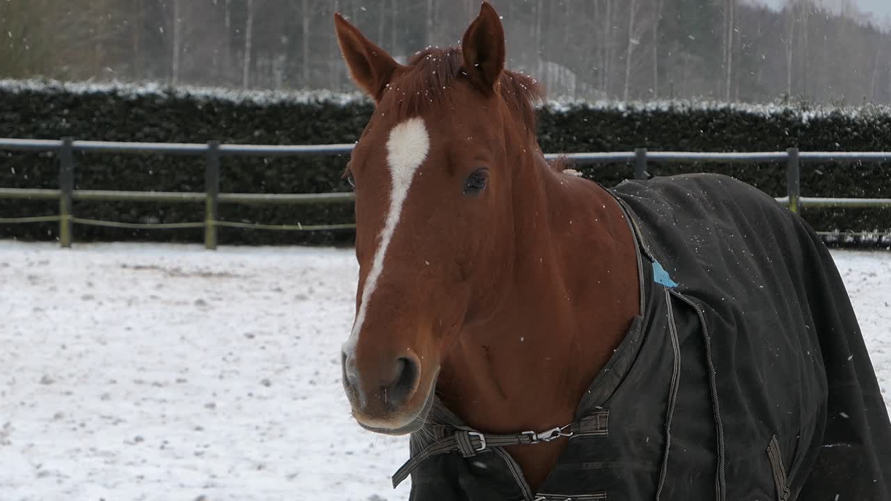 caballo marrón mirando y moviendo las orejas afuera en el paddock, día de invierno nevado