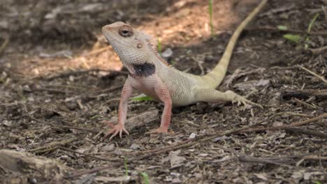 Lagarto-De-Jardín-Indio-En-El-Suelo