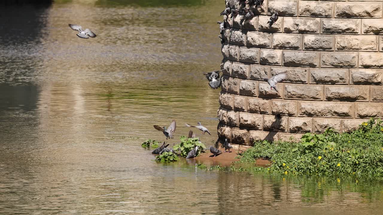 palomas en vuelo cerca de un puente de piedra