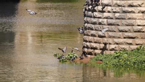 pigeons in flight near a stone bridge