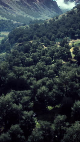 aerial view of a lush forest valley with mountains in the background