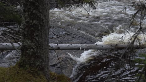 dead tree in the river. slowmotion