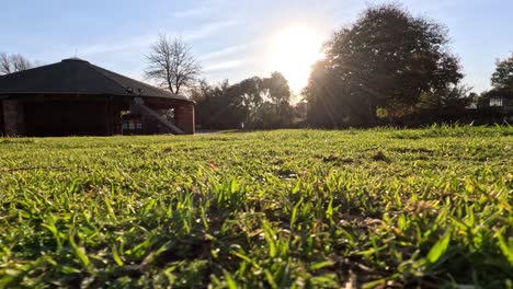 sunrise illuminating grass at melbourne zoo