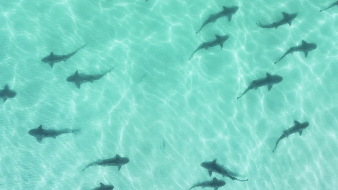 aerial view of leopard sharks migrating in shallow water