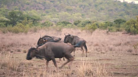 ñus comunes saltando y trotando en la sabana africana
