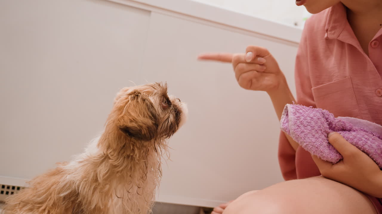 Dog Training Session, Woman Teaches Playful Puppy Indoors, Energetic Indoor Puppy Obedience Training Happening Now, Focusdriven Indoor Training With Woman And Energetic Puppy Bonding