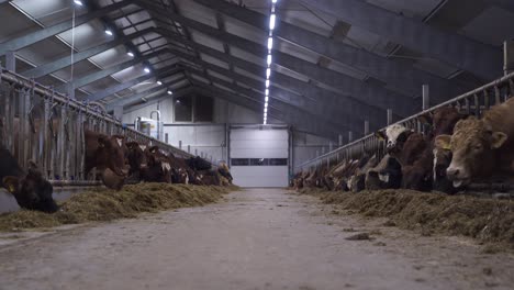 low angle shot of large modern cow barn with many norwegian red oxen and cows during mealtime