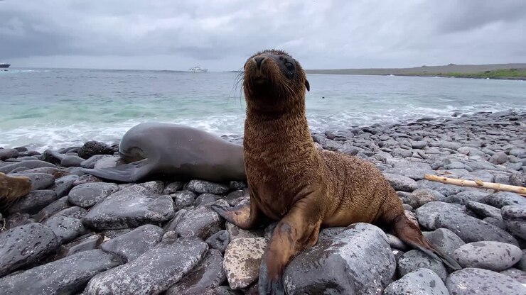 Un leone marino e il suo cucciolo si godono le onde che si infrangono sulla costa rocciosa di un'isola delle Galapagos.