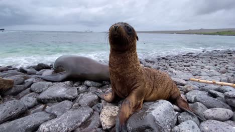 Un-León-Marino-Y-Su-Cachorro-Disfrutan-De-Las-Olas-Rompiendo-En-La-Costa-Rocosa-De-Una-Isla-Galápagos