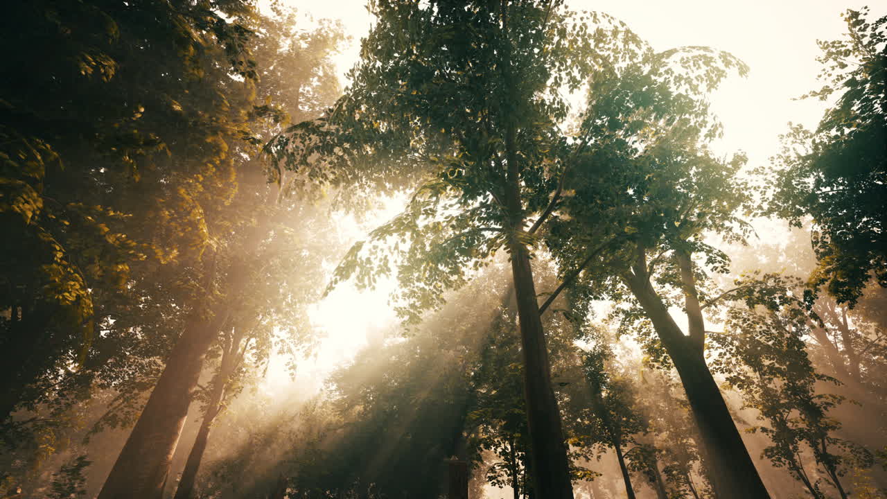 la luz del sol brillando a través de los árboles en un bosque de niebla