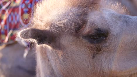 camel eye close up