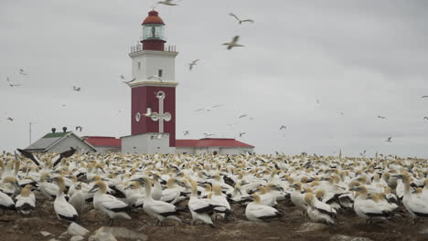 Colonia-Reproductora-De-Alcatraces-Del-Cabo-Que-Rodea-El-Faro-En-La-Reserva-De-La-Isla-De-Las-Aves-En-La-Bahía-De-Algoa,-Sudáfrica