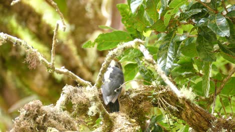 Spechtvogel-Auf-Ast