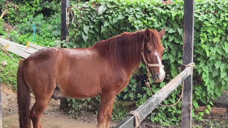 brown pony in a stable