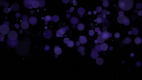 bokeh púrpura de mosca en un fondo oscuro
